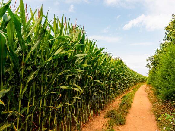 O consumo de milho em Mato Grosso registrou um aumento de mais de 360% nos últimos dez anos.