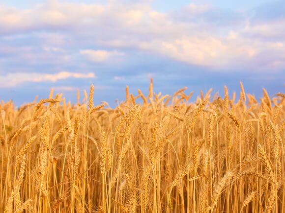Paraná poderá colher 4,5 milhões de toneladas de trigo em 2023
